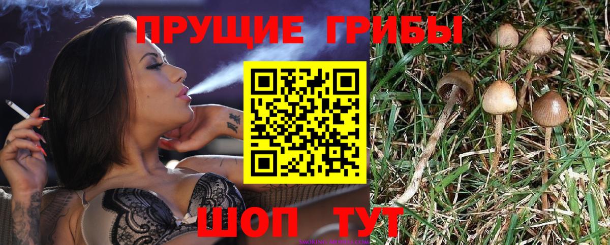 Псилоцибиновые грибы Cubensis Батайск